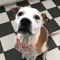 Confident-Canine