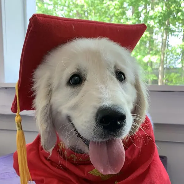 Puppy Kindergarten