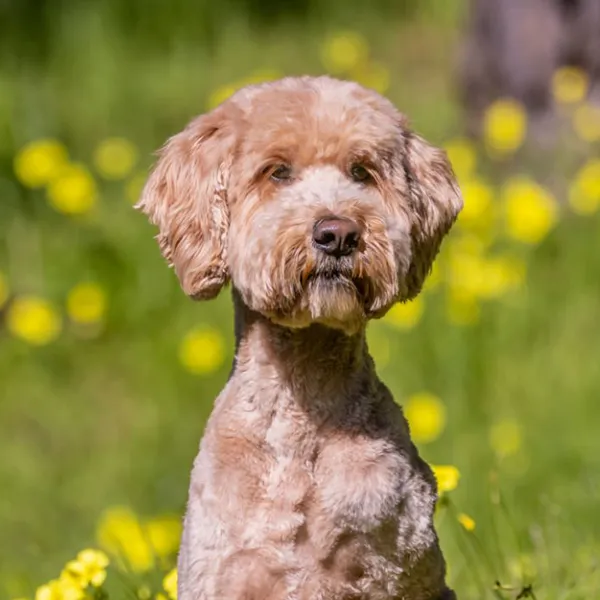 Confident Canine