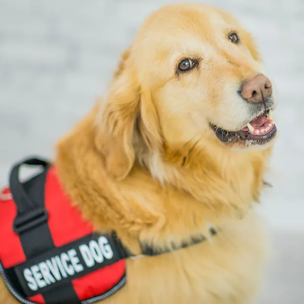 Service Dog Training