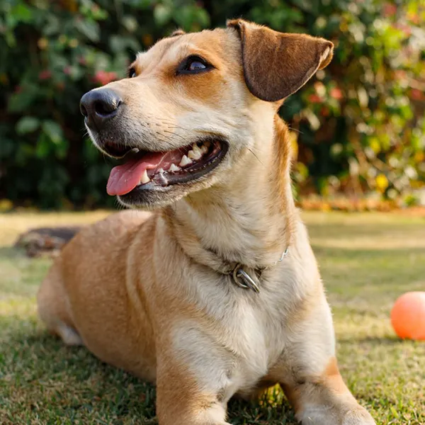 Family Dog Comp Canine