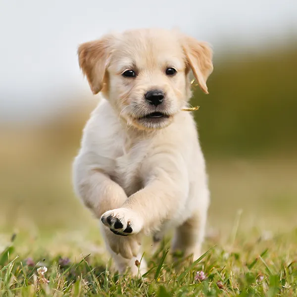 Puppy Play and Learn