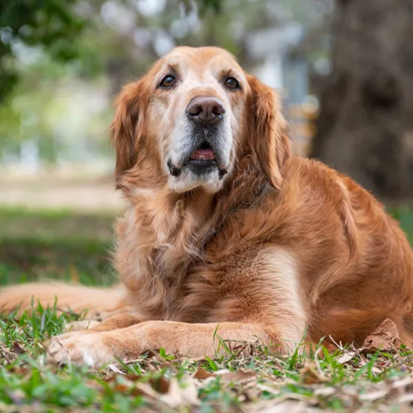 Senior Dog
