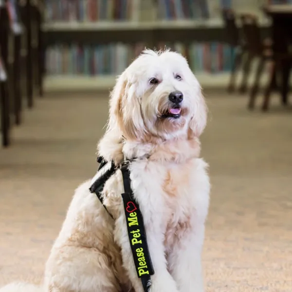 Therapy Dog