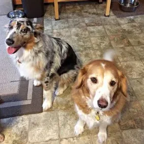 Bella and Willow