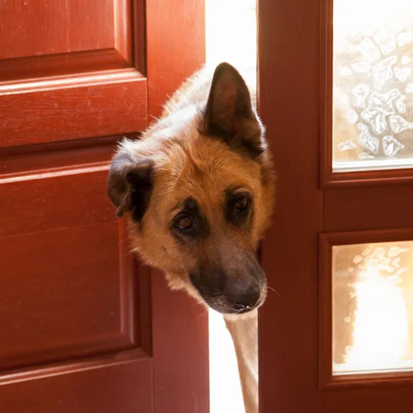 Doorbell Drama