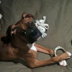 Brutus