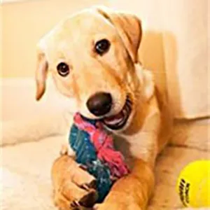 Buddy