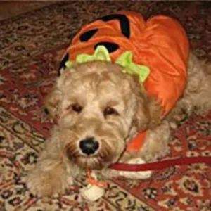 Kermit