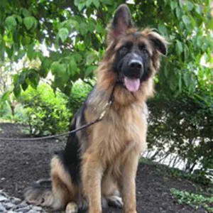 Locksley