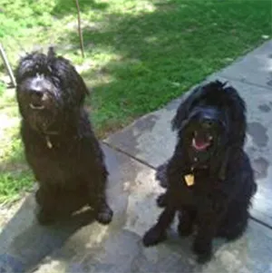 Lula & Buster