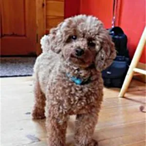 Lulu