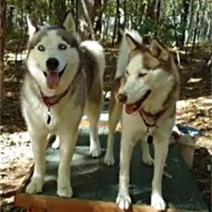Nikki & Sammy