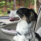 Otto